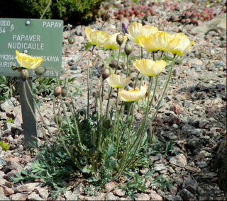 Papaver nudicaule <br>ICELAND POPPY MIX (COMPACT)