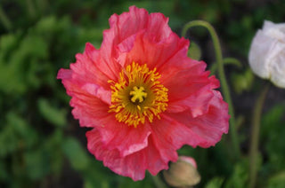 Papaver nudicaule <br>ICELAND POPPY MIX (COMPACT)