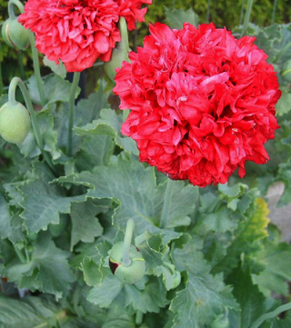 Papaver  paeoniflorum <br>POPPY OPIUM DOUBLE MIX