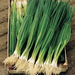 Allium cepa <br>ONION WHITE BUNCHING