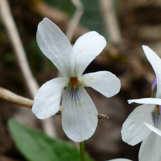 Viola sororia <br>WHITE-FLOWERED VIOLA