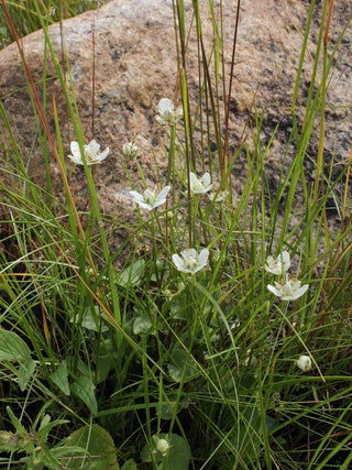 Parnassia palustris <br>GRASS OF PARNASSUS