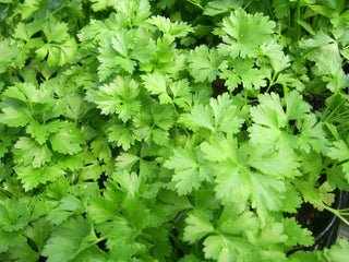 Petroselinum crispum neapolitanum <br>ITALIAN PARSLEY