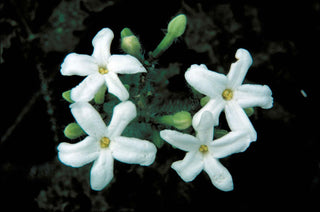 Mitchella repens <br>PARTRIDGE BERRY