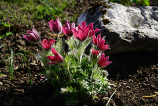 Pulsatilla vulgaris <br>PASQUE FLOWER MIX, CUTLEAF ANEMONE