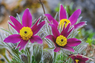 Pulsatilla vulgaris <br>PASQUE FLOWER MIX, CUTLEAF ANEMONE