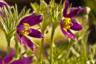 Pulsatilla vulgaris <br>PASQUE FLOWER MIX, CUTLEAF ANEMONE