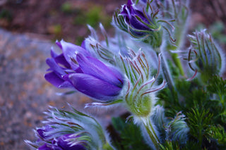 Pulsatilla vulgaris <br>PASQUE FLOWER MIX, CUTLEAF ANEMONE