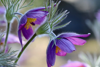 Pulsatilla vulgaris <br>PASQUE FLOWER MIX, CUTLEAF ANEMONE