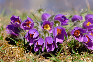 Pulsatilla vulgaris <br>PASQUE FLOWER MIX, CUTLEAF ANEMONE