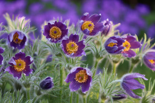 Pulsatilla vulgaris <br>PASQUE FLOWER MIX, CUTLEAF ANEMONE