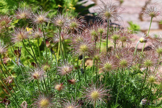 Pulsatilla vulgaris <br>PASQUE FLOWER MIX, CUTLEAF ANEMONE