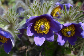 Pulsatilla vulgaris <br>PASQUE FLOWER MIX, CUTLEAF ANEMONE