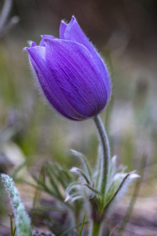 Pulsatilla patens <br>PASQUE FLOWER, CUTLEAF ANEMONE