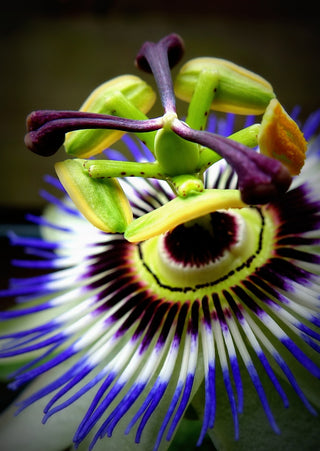 Passiflora caerulea <br>HARDY BLUE PASSION FLOWER