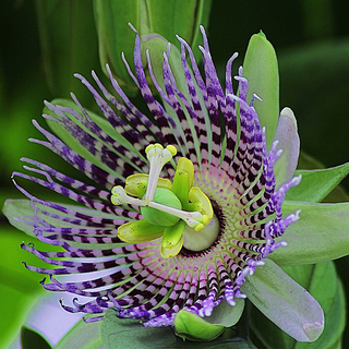 Passiflora ligularis <br>PASSION FRUIT VINE