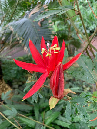 Passiflora vitifolia <br>RED PASSION VINE