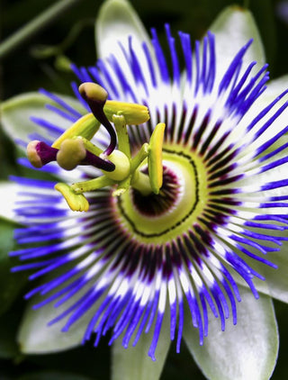 Passiflora caerulea <br>HARDY BLUE PASSION FLOWER