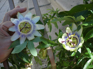 Passiflora caerulea <br>HARDY BLUE PASSION FLOWER