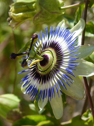 Passiflora caerulea <br>HARDY BLUE PASSION FLOWER