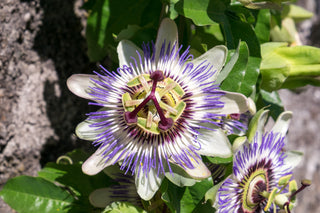 Passiflora caerulea <br>HARDY BLUE PASSION FLOWER