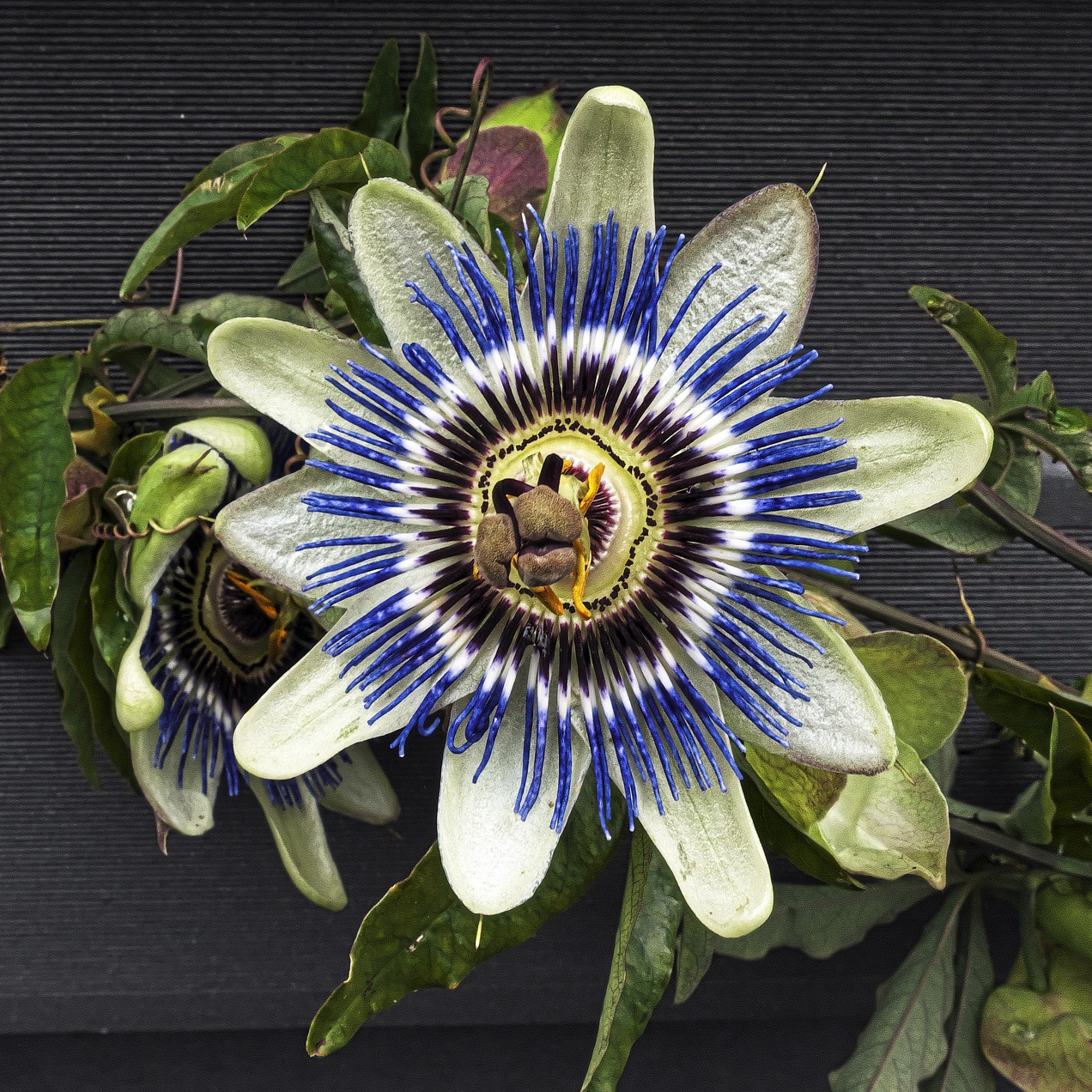 blue passion flower seeds Passiflora caerulea HARDY BLUE PASSION FLOWER – Ferri Seeds