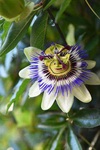 Passiflora caerulea <br>HARDY BLUE PASSION FLOWER