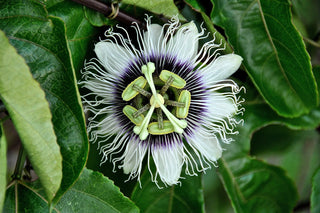 Passiflora edulis var. flavicarpa <br>PASSION FLOWER VINE