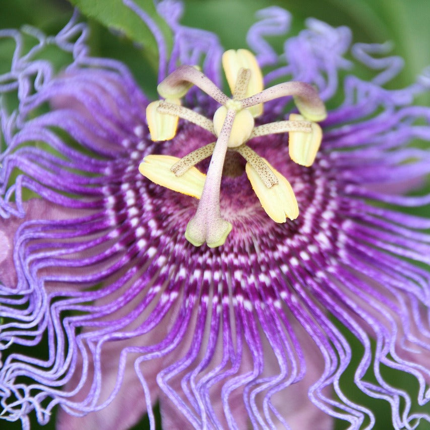 purple passion plant seeds Passiflora incarnata PURPLE PASSION FLOWER – Ferri Seeds