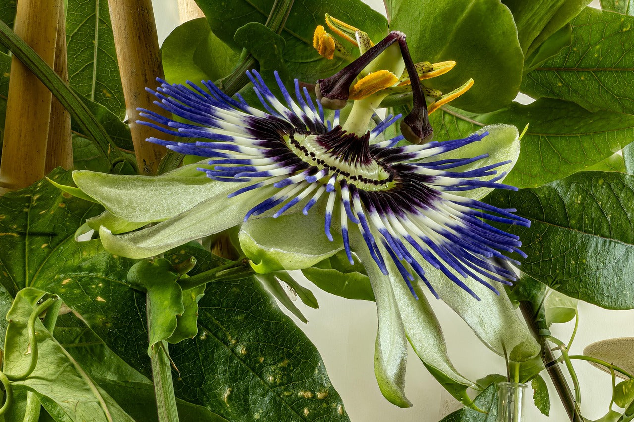blue crown passion flower seeds Passiflora caerulea HARDY BLUE PASSION FLOWER – Ferri Seeds