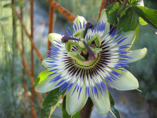 Passiflora caerulea <br>HARDY BLUE PASSION FLOWER