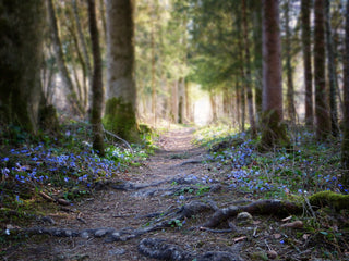 Hepatica acutiloba <br>SHARP LOBED HEPATICA, LIVERWORT