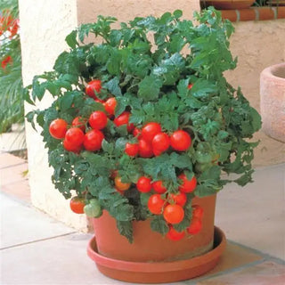 Solanum <br>PATIO TOMATO