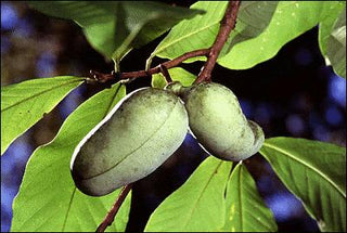 Asimina triloba <br>AMERICAN PAPAW FRUIT Paw Paw Tree