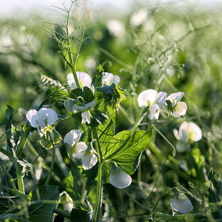 Lathyrus latifolius <br>PERENNIAL SWEET PEA 'WHITE PEARL'