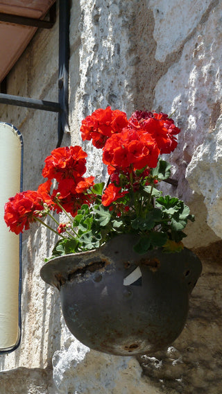 Pelargonium <br>GERANIUM RED ZONAL