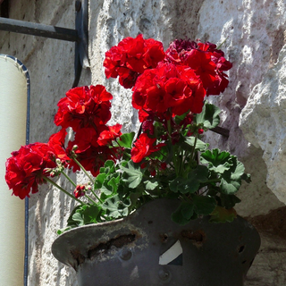 Pelargonium <br>GERANIUM RED ZONAL