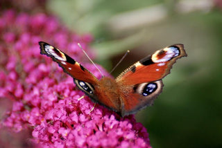 Buddleja Buddleia <br>RED BUTTERFLY BUSH