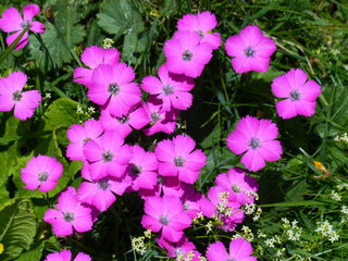 Dianthus pavonius <br>PEACOCK-EYE PINK