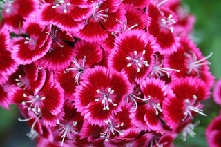 Dianthus barbatus <br>EARLY ROSE PINK SWEET WILLIAM