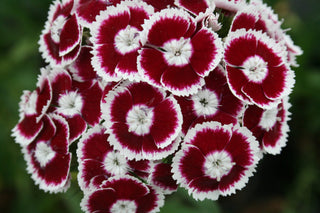Dianthus barbatus <br>PEARL WHITE RED SWEET WILLIAM