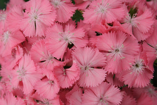 Dianthus barbatus <br>PEARL SALMON SWEET WILLIAM