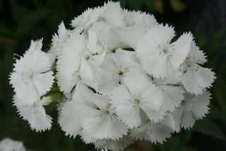 Dianthus barbatus <br>PEARL WHITE SWEET WILLIAM
