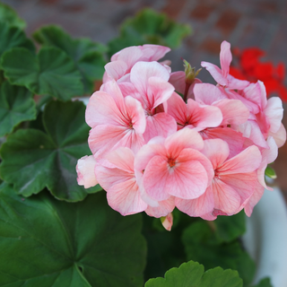 Pelargonium <br>GERANIUM APPLEBLOSSOM