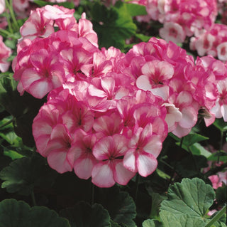 Pelargonium hortorum <br>GERANIUM MAVERICK STAR