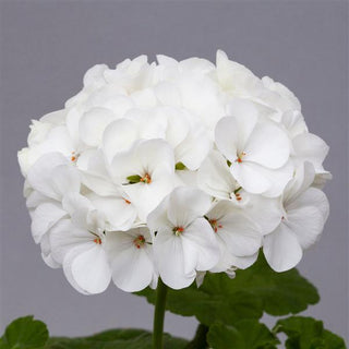 Pelargonium <br>GERANIUM WHITE