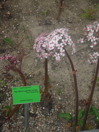 Peltiphyllum peltatum, Darmera peltata <br>UMBRELLA PLANT, INDIAN RHUBARB