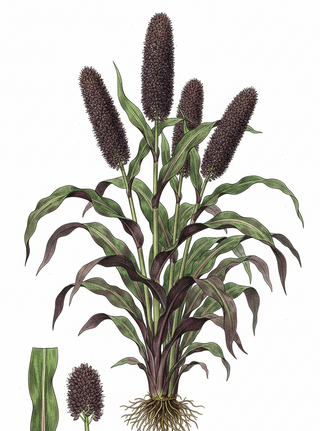 Pennisetum glaucum, Cenchurs americanus JESTER ORNAMENTAL MILLET
