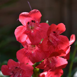Penstemon grandiflorus <br>LARGE FLOWER BEARDTONGUE MIX