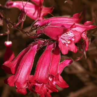 Penstemon digitalis <br>HUSKER RED BEARDTONGUE